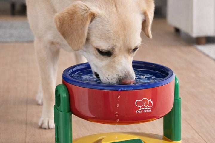 🐾 ciotola per animali domestici